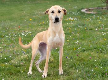 Daisy -  Greyhound and German Shepherd Dog Dog for Adoption in Sebastian, Florida - Daisy | PetCurious