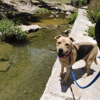 Rescue Shepherd and Shar Pei Dogs for Adoption in Seguin, Texas - Relay | PetCurious