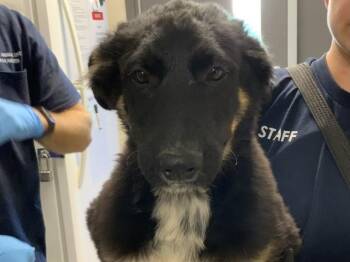 A256020 -  German Shepherd Dog and Mixed Breed Dog for Adoption in Visalia, California - A256020 | PetCurious