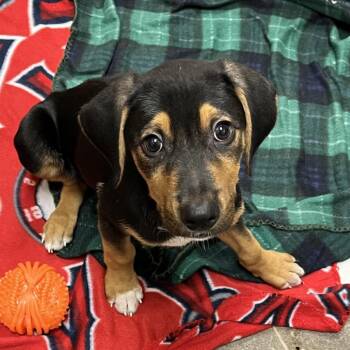 Heartbreaker 54567 -  Labrador Retriever and Doberman Pinscher Dog for Adoption in Las Vegas, Nevada - Heartbreaker 54567 | PetCurious