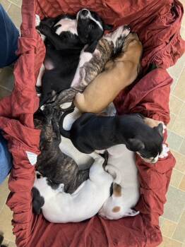 Rescue Goldendoodle and Mixed Breed Dogs for Adoption in Hudson, Massachusetts - Musical Pups | PetCurious