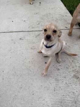 1251(Luigi) -  Terrier Dog for Adoption in Plymouth, Michigan - 1251(Luigi) | PetCurious