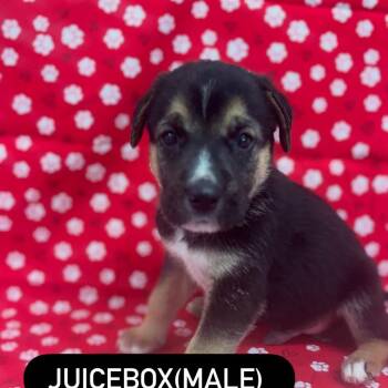 Juicebox -  German Shepherd Dog and Mixed Breed Dog for Adoption in North Charleston, South Carolina - Juicebox | PetCurious