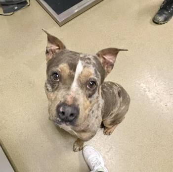 Pit Bull Terrier and Mixed Breed Dogs Available for Adoption in Easton, Maryland - PFIZER | PetCurious
