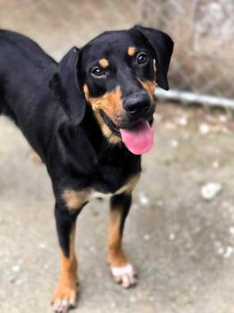 Jackson -  Mixed Breed Dog for Adoption in Chatsworth, Georgia - Jackson | PetCurious