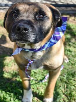 MOTLEY -  Belgian Shepherd Malinois and Mixed Breed Dog for Adoption in Tulsa, Oklahoma - MOTLEY | PetCurious