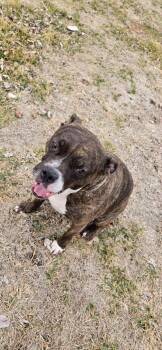 Pit Bull Terrier Dogs Available for Adoption - Dottie | PetCurious