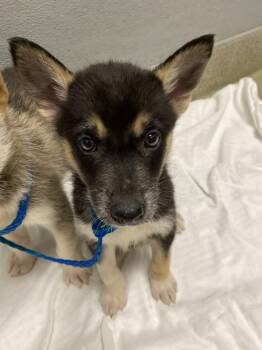 Husky Dogs Available for Adoption in Las Vegas, Nevada - LADY | PetCurious