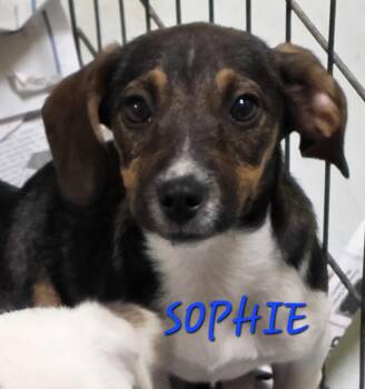 Sophie -  Jack Russell Terrier and Beagle Dog for Adoption in Momence, Illinois - Sophie | PetCurious
