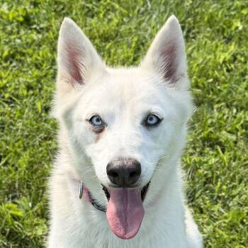 Paris -  Husky Dog for Adoption in Jefferson, Wisconsin - Paris | PetCurious