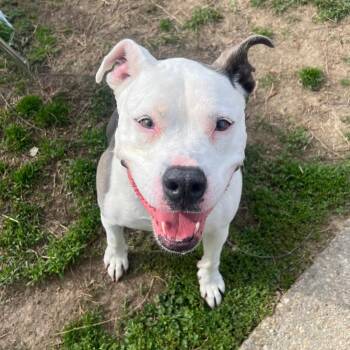 Pit Bull Terrier Dogs Available for Adoption in Saluda, Virginia - Tyler | PetCurious