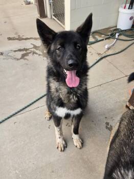 Clyde -  German Shepherd Dog and Mixed Breed Dog for Adoption in Black River Falls, Wisconsin - Clyde | PetCurious