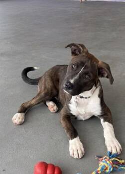 **BOGEY** -  Labrador Retriever and Great Dane Dog for Adoption in North Prairie, Wisconsin - **BOGEY** | PetCurious