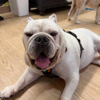 Dracula 14658 -  English Bulldog Dog for Adoption in San Francisco, California - Dracula 14658 | PetCurious