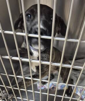 Plott Hound Dogs Available for Adoption in Decatur, Illinois - LOLLIPOP | PetCurious