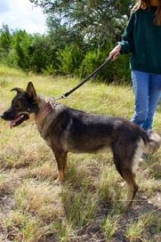 Selah -  Swedish Vallhund and Shepherd Dog for Adoption in Boerne, Texas - Selah | PetCurious