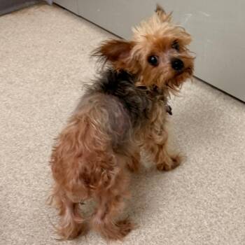 Sicily -  Yorkshire Terrier Dog for Adoption in Evansville, Indiana - Sicily | PetCurious