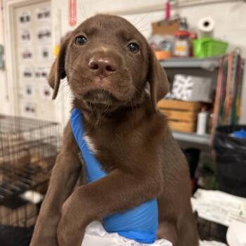 Mixed Breed Dogs Available for Adoption in Edinburg, Texas - Melody Mouse | PetCurious