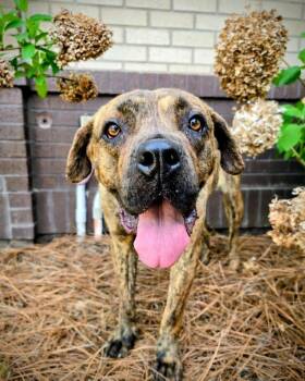 Gladys -  Mixed Breed Dog Available for Adoption in Douglasville, Georgia - Gladys | PetCurious