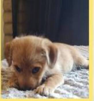 Pecan -  Mixed Breed Dog for Adoption in Mesa, Arizona - Pecan | PetCurious