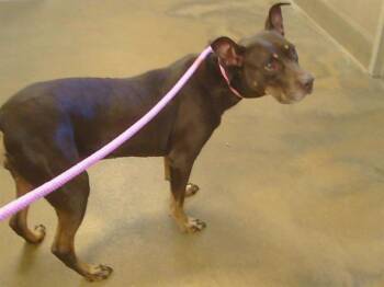 Doberman Pinscher Dogs Available for Adoption - PENNY | PetCurious