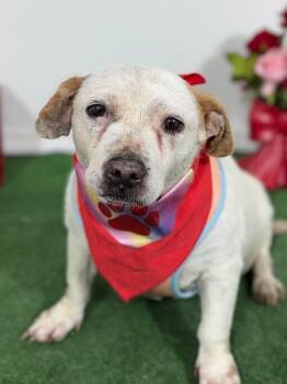 Terrier and Corgi Dogs Available for Adoption - Dottie | PetCurious