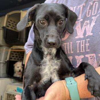 Merelda -  Chihuahua Dog for Adoption in New York, New York - Merelda | PetCurious