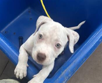 PRINCESS -  Mixed Breed Dog for Adoption in Dallas, Texas - PRINCESS | PetCurious