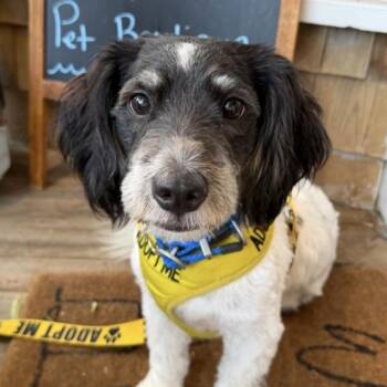 Duke -  Mixed Breed Dog for Adoption in Yaphank, New York - Duke | PetCurious