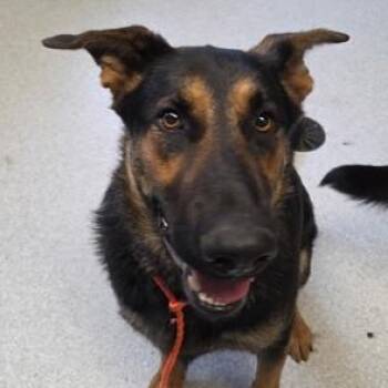 German Shepherd Dog Dogs Available for Adoption - Dakota | PetCurious