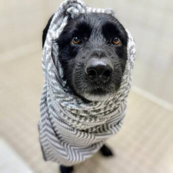 Potts -  Shepherd and Border Collie Dog for Adoption in Oakland, California - Potts | PetCurious