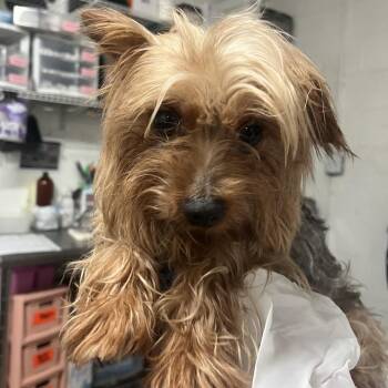 Charlie -  Yorkshire Terrier Dog for Adoption in Edinburg, Texas - Charlie | PetCurious