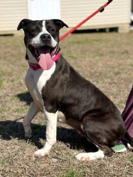 Pit Bull Terrier and Mixed Breed Dogs Available for Adoption - Clarabelle | PetCurious