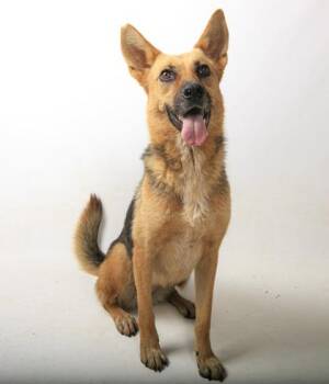 Peggy -  German Shepherd Dog and Mixed Breed Dog for Adoption in Morristown, New Jersey - Peggy | PetCurious