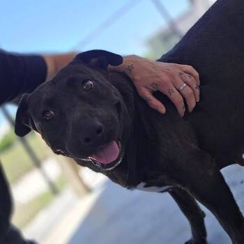 Violet - 060314U-2 -  Black Labrador Retriever and Mixed Breed Dog Available for Adoption in Tupelo, Mississippi - Violet - 060314U-2 | PetCurious