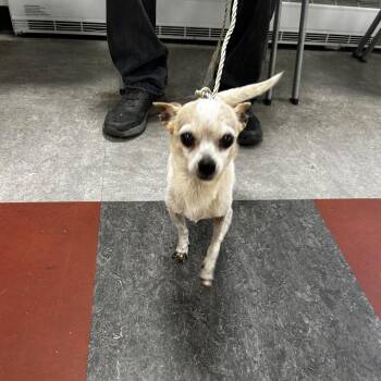 Woody -  Mixed Breed Dog for Adoption in Philadelphia, Pennsylvania - Woody | PetCurious