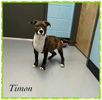 Rescue Boxer and Pit Bull Terrier Dogs for Adoption in Princeton, Massachusetts - Timon Hernando - LOCAL | PetCurious