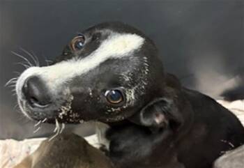 Muffin - URGENT -  Pit Bull Terrier Dog for Adoption in Thousand Oaks, California - Muffin - URGENT | PetCurious