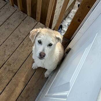 Labrador Retriever Dogs Available for Adoption - Kendall | PetCurious