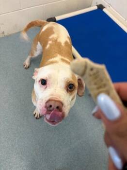 Emily -  Pit Bull Terrier Dog for Adoption in Portland, Indiana - Emily | PetCurious