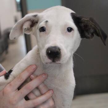 Rodger -  Retriever and Mixed Breed Dog for Adoption in Cleveland, Mississippi - Rodger | PetCurious