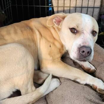 Rescue Pit Bull Terrier Dogs for Adoption in Anderson, California - Raleigh | PetCurious