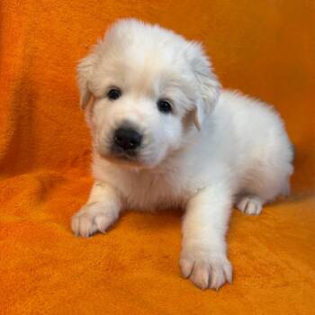 Turbo -  Great Pyrenees and Mixed Breed Dog for Adoption in St. Peters, Missouri - Turbo | PetCurious