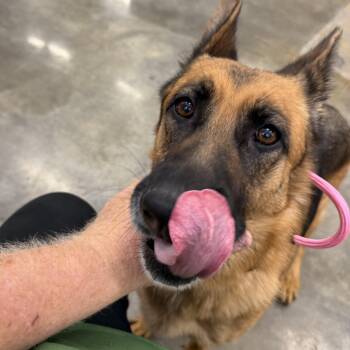 Millie -  Shepherd Dog for Adoption in Frazier Park, California - Millie | PetCurious