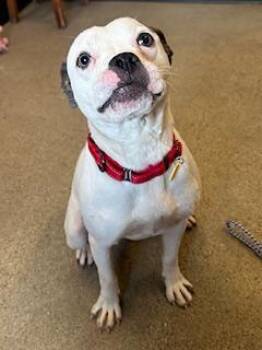 Pit Bull Terrier Dogs Available for Adoption - Buttercup | PetCurious