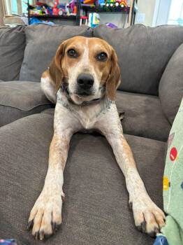 Brewista -  American Foxhound and Bluetick Coonhound Dog for Adoption in Salisbury, Maryland - Brewista | PetCurious