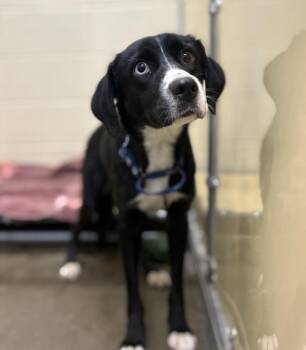 Lily -  Siberian Husky Dog for Adoption in Sioux City, Iowa - Lily | PetCurious