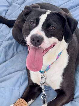 Pit Bull Terrier Dogs Available for Adoption in Kalamazoo, Michigan - Olivia | PetCurious