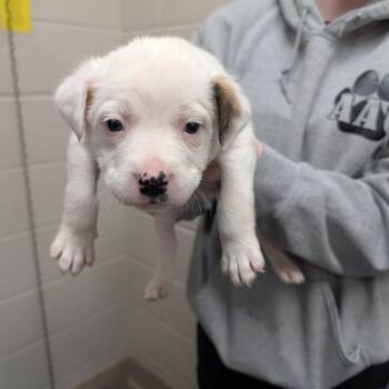 Mixed Breed Dogs Available for Adoption - Ricky | PetCurious