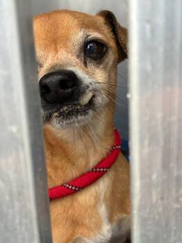 Chihuahua Dogs Available for Adoption in New Braunfels, Texas - Sir | PetCurious